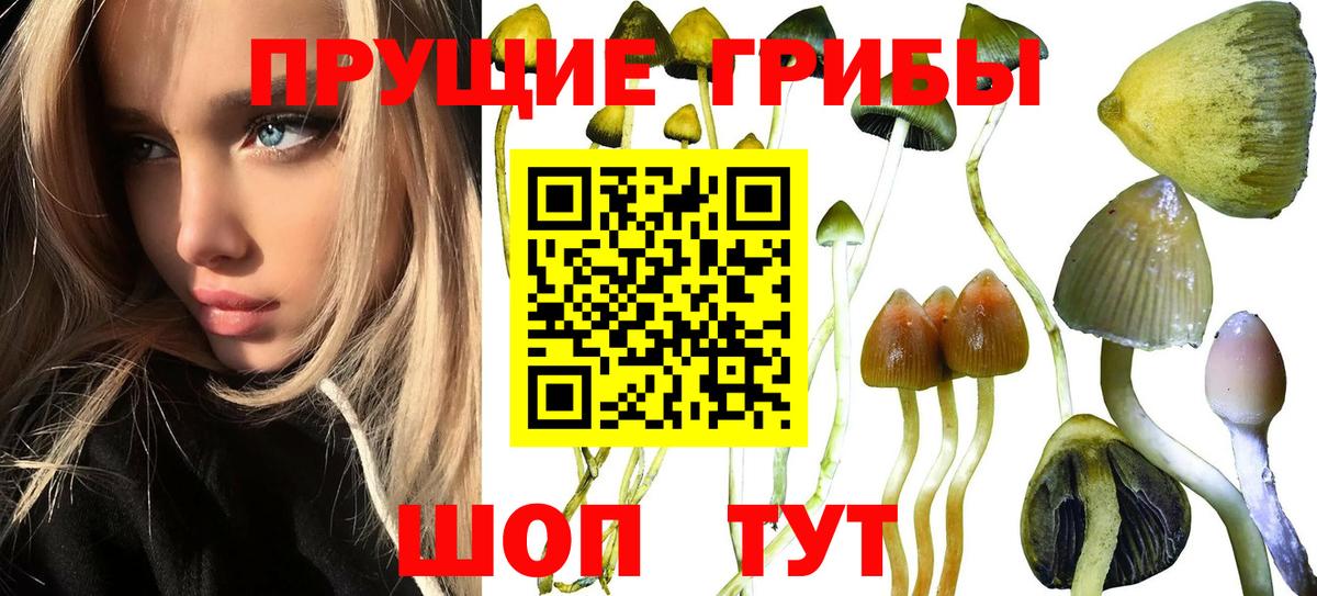 Галлюциногенные грибы Psilocybe Касимов